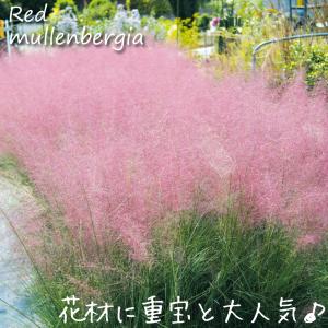花苗 赤色ミューレンベルギア 2株の詳細画像1