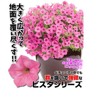 国華園 花苗 スーパーチュニアR ビスタピンク...の詳細画像1