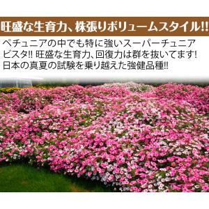 国華園 花苗 スーパーチュニアR ビスタピンク...の詳細画像3
