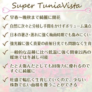 国華園 花苗 スーパーチュニアR ビスタピンク...の詳細画像4