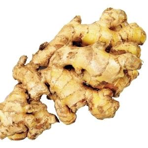 種ショウガ 中太ショウガ 500ｇ / 生姜 しょうが 家庭菜園 自家菜園 香りが良い 小さめ 中太生姜