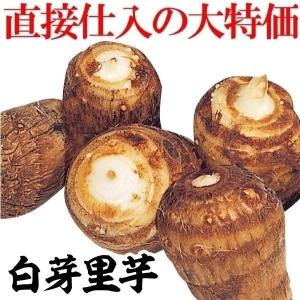 里いも種芋 白芽里芋 10kg / 里芋 里いも 里イモ さといも 種芋 タネイモ 家庭菜園 自家菜園 オススメ おいしい 人気 安い 激安 大きい 大粒 豊産 モチモチ