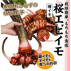 里いも種芋 桜エビイモ 3kg / 里芋 里い...の詳細画像1