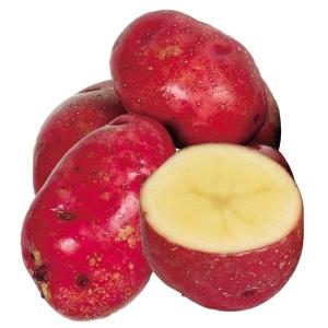 じゃがいも種芋 レッドムーン 2kg / じゃが芋 馬鈴薯 家庭菜園 春植え 美味しい レッドメーク 豊産 初心者 しっとり