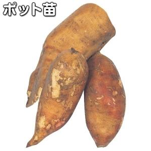 種芋 ヤーコン アンデスの雪PVP(ポット苗)3株 / やーこん アンデスのゆき あんですのゆき あんです