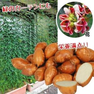 種芋 アピオス 600g / あぴおす いも イモ 芋 たねいも タネイモ 種芋 種イモ 緑のカーテン 栄養満点