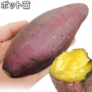 2026年度 予約受付中 シルクスイート苗 10本 丈夫な苗 PVP登録品種