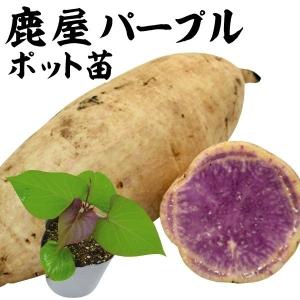 2026年作付け さつまいも苗 「あまはづき」切り苗10 本 : さつまいもの