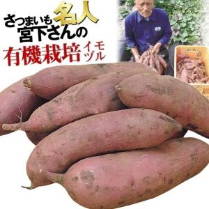 予約商品】【紅はるか1000本】【2026年令和8年度分】サツマイモ苗 紅