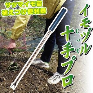 イモヅル(芋づる) 園芸資材 イモヅル十手プロ 1本 / さ...