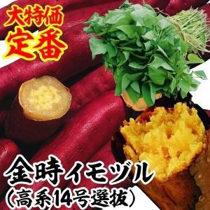 予約商品】【紅はるか1000本】【2026年令和8年度分】サツマイモ苗 紅