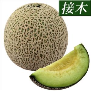 接木野菜苗　メロン　接木F1バルコニーズ　10株