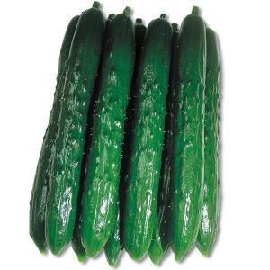 種 野菜たね キュウリ F1夏秋キング 1袋（1ml） やさいの種 国華園