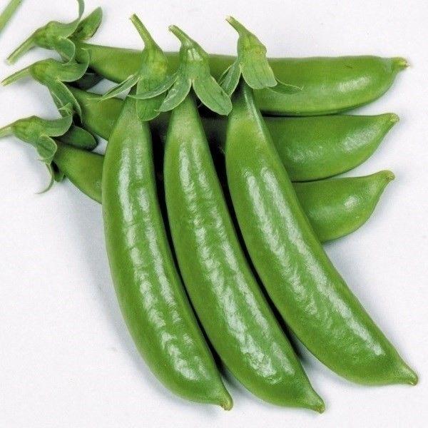 種 野菜たね マメ ハッピースナップ 1袋（25ml） えんどう 豌豆 やさいの種 国華園