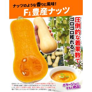 種 野菜たね カボチャ F1豊産ナッツ 1袋(...の詳細画像1