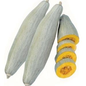 種 野菜たね カボチャ 飛騨かぼちゃ 1袋（8粒） ひだ やさいの種 国華園