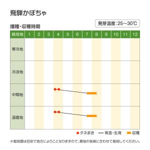 種 野菜たね カボチャ 飛騨かぼちゃ 1袋(8...の詳細画像2