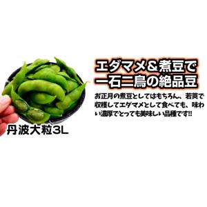 種 野菜たね 大豆 丹波大粒3L 1袋(約30...の詳細画像3