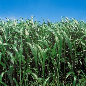 種 野菜たね 緑肥・景観作物 ソルゴー緑肥用 1袋（1kg） りょくひ やさいの種 国華園