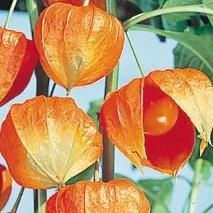 種 花たね ホオズキ 1袋(100mg)