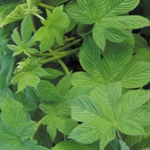 種 花たね ホップ 1袋(150mg)