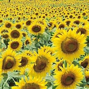 種 花たね大量販売 ひまわり畑 1袋(100g)