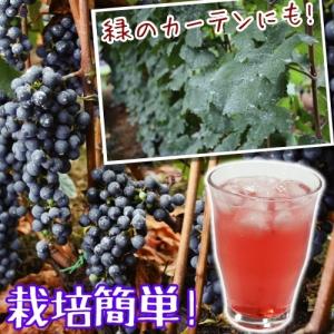 果樹苗 山ブドウ ヤマソーヴィニヨン 3株 / 果物苗 フル...