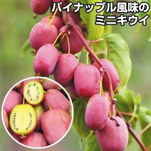 ミニキウイ ビンゴの商品一覧 通販 Yahoo ショッピング