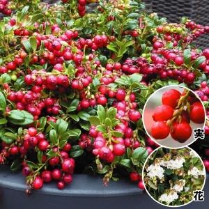 コケモモ 苗の商品一覧 通販 Yahoo ショッピング