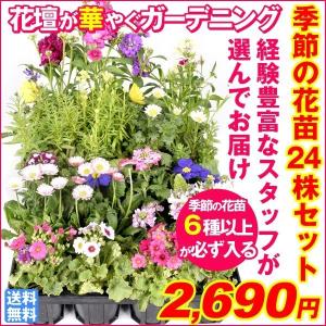 国華園 花苗 季節の花苗 6種以上 24ポット...の詳細画像2