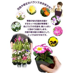 国華園 花苗 季節の花苗 6種以上 24ポット...の詳細画像3