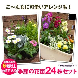 国華園 花苗 季節の花苗 6種以上 24ポット...の詳細画像4