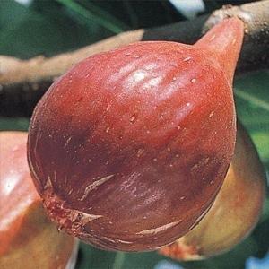 果樹苗 イチジク 桝井ドーフィンR 挿木苗 1株