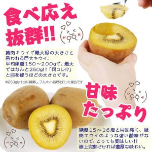 国華園 果樹苗 キウイ ジャンボイエロー 1株の詳細画像2