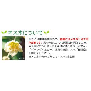 国華園 果樹苗 キウイ ジャンボイエロー 1株の詳細画像3