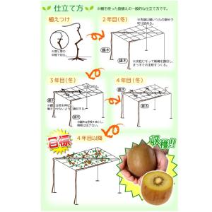 国華園 果樹苗 キウイ ジャンボイエロー 1株の詳細画像4