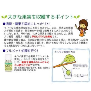国華園 果樹苗 キウイ ジャンボイエロー 1株の詳細画像5