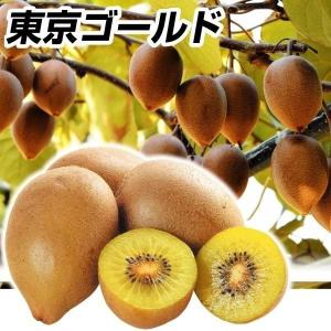 国華園 果樹苗 キウイ ゴールデンキング＆孫悟空 2種2株 : 花と緑 国