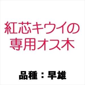 国華園 果樹苗 キウイ 早雄 紅芯キウイ用オス木 1株