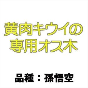 キウイ 苗 孫悟空 黄肉キウイ用オス木 1株 / ゴールデン ゴールド 苗 キウイの木 キューイ キウイ 苗木 果樹苗 国華園