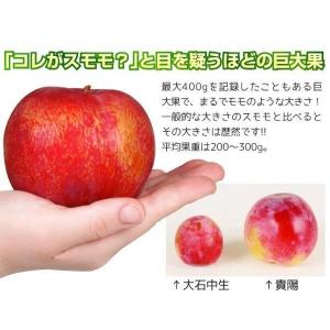 国華園 果樹苗 スモモ 貴陽 (普通台) 1株の詳細画像1