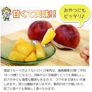 国華園 果樹苗 スモモ 貴陽 (普通台) 1株の詳細画像2