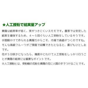 国華園 果樹苗 スモモ 貴陽 (普通台) 1株の詳細画像3