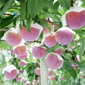 国華園 果樹苗 スモモ 貴陽 (普通台) 1株の詳細画像4