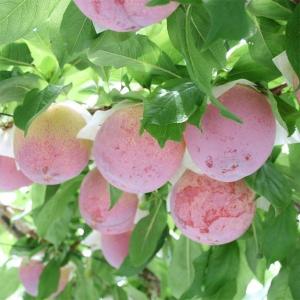 国華園 果樹苗 スモモ 貴陽 (普通台) 1株の詳細画像5