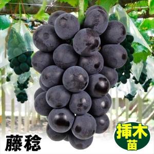 希少種 チョコレートプディング苗【台湾系 超特大 品種の苗】　接ぎ木苗 国華園 果樹苗 ブドウ 藤稔 接木苗 1株 : 花と緑 国華園 - 通販