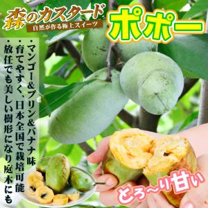 国華園 果樹苗 ポポー (ポーポー) マンゴー 1株の詳細画像2