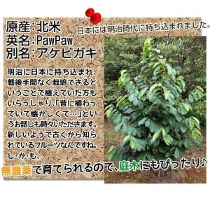国華園 果樹苗 ポポー (ポーポー) マンゴー 1株の詳細画像4