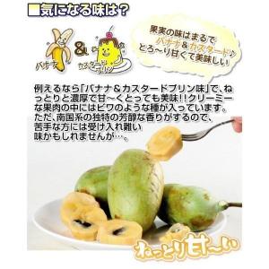 国華園 果樹苗 ポポー (ポーポー) マンゴー 1株の詳細画像5