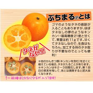 国華園 果樹苗 カンキツ キンカン ぷちまるP...の詳細画像1